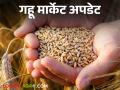 Gahu Market : पुणे बाजारात शरबती गव्हाची चलती, गव्हाला काय भाव मिळतोय? - Marathi News | Latest News gahu market Sharbati wheat highest price in Pune market, see other market status see details | Latest agriculture News at Lokmat.com