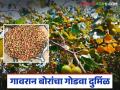 गावरान बोरांचा गोडवा झाला दुर्मिळ; शेतकऱ्यांना आता 'या' नवीन वाणांतून मिळतायत चांगले पैसे - Marathi News | The sweetness of gavran ber has become rare; farmers are now getting good money from 'these' new varieties | Latest agriculture News at Lokmat.com