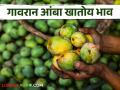 लंगडा, दशेरी, बादाम आंब्यांना गावरान आंबा ठरतोय भारी; वाचा काय आहे दर - Marathi News | Gavran mangoes are heavy for Langda, Dasheri, almond mangoes; Read what the rate is | Latest agriculture News at Lokmat.com