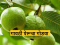 Guava Farming : गावठी पेरूचा गोडवा हरवत आहे, नेमकं कारण काय? वाचा सविस्तर  - Marathi News | Latest News Gavathi guava farming market down, see real reason Read in detail  | Latest agriculture News at Lokmat.com