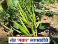 Gawar Lagwad : उन्हाळी गवार देतेय अधिकचा फायदा; कशी कराल लागवड? वाचा सविस्तर - Marathi News | Gawar Lagwad : Summer cluster bean crop gives more benefits; How to cultivate it? Read in detail | Latest agriculture News at Lokmat.com