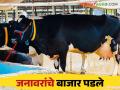 Janwar Bazar : एक लाखाची गाय मिळतेय ३० हजारांना; जनावरांचे बाजार पडले - Marathi News | Janwar Bazar : A cow worth one lakh is getting for 30 thousand livestock market fall down | Latest agriculture News at Lokmat.com