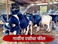 कडक उन्हात गायींना मिळणार 'एसी'चा फील, शेतकऱ्याने कमी खर्चात भन्नाट जुगाड केला! - Marathi News | Latest news Fogger systems deployed in cattle sheds to protect cows from the scorching summer heat. | Latest agriculture News at Lokmat.com