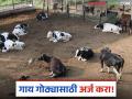 Gay Gotha Anudan : गाय गोठ्यासाठी सव्वा दोन लाखांपर्यंत अनुदान, अशी आहे संपूर्ण प्रक्रिया  - Marathi News | Latest News gay Gotha anudan Grant of up to two lakhs 25 thousand for cowshed, see complete process | Latest agriculture News at Lokmat.com