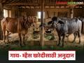 दुभत्या गाय- म्हैस खरेदीसाठी 75 टक्के अनुदान, लाभार्थी व पात्रता निकष काय आहेत, वाचा सविस्तर  - Marathi News | Latest News 75 percent subsidy for purchase of dairy cows and buffaloes see scheme details read in detail | Latest agriculture News at Lokmat.com