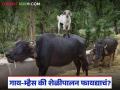 गाय-म्हैस की शेळीपालन, स्वस्त आणि सोप्प काय, कोण कमी खर्चात अधिक उत्पन्न देतं! - Marathi News | Latest News Dairy Business Cow buffalo or goat farming which is more profitable business | Latest agriculture News at Lokmat.com