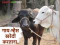 Buying Cow-Buffalo : गाय-म्हैस खरेदी करतांना या 07 गोष्टी लक्षात ठेवा, वाचा सविस्तर  - Marathi News | Latest News agriculture news Remember these 07 things while buying cow-buffalo, read in detail  | Latest agriculture News at Lokmat.com