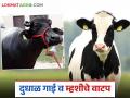 दुधाळ गाई व म्हशी खरेदीसाठी मिळतंय अनुदान; कसा कराल अर्ज? जाणून घ्या सविस्तर - Marathi News | Subsidy is being provided for the purchase of dairy cows and buffaloes; How to apply? Know in detail | Latest agriculture News at Lokmat.com