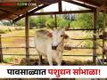 Animal Diseases : गायी-गुरांसाठी पावसाळ्यातील 'हे' आजार धोकादायक, काय काळजी घ्याल?  - Marathi News | Latest News animal diseases in monsoon are dangerous for cows and cattle see details | Latest agriculture News at Lokmat.com