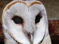 विजेचा धक्का लागूनही घुबड वाचले - Marathi News | The owl survived the electric shock | Latest thane News at Lokmat.com