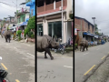 Viral Rhino Video: सत्य की 'जुमांजी' चित्रपटातील दृष्य! घराबाहेर धावताना दिसला गेंडा; लोकांची उडाली भांबेरी... - Marathi News | Viral Rhino Video: real or 'Jumanji' movie scene! A rhinoceros seen running outside the house; People in feared | Latest social-viral News at Lokmat.com