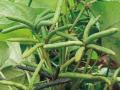 वाशिम जिल्ह्यात उडिद पिकावर गेरवा सदृष रोगाचा  प्रादूर्भाव - Marathi News | geravo-like disease on the ovid crop in Washim district | Latest vashim News at Lokmat.com