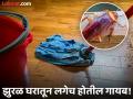 घरातील झुरळ पळवून लावण्यासाठी लादी पुसताना वापरा 'ही' ट्रिक, मग बघा कमाल! - Marathi News | Diwali cleaning tips : how to get rid of cockroaches from home | Latest social-viral News at Lokmat.com