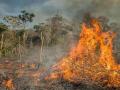 Amazon Rainforest Fire: 'अ‍ॅमेझॉन'साठी बॉलिवूडकर एकवटल्यावर आता हॉलिवूडचा 'हा' स्टार सरसावला मदतीसाठी - Marathi News | Amazon Rainforest Fire: Leonardo DiCaprio Donates 5 Million Dollars For Amazon Rainforest Fire | Latest filmy News at Lokmat.com