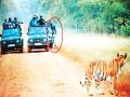 ...अन् माया वाघिणीच्या समाेर जिप्सीतून खाली पडला पर्यटक - Marathi News | the tourist fell from the gypsy in the same way as Maya tiger | Latest nagpur News at Lokmat.com
