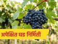 द्राक्ष बागेत अपेक्षित घड निर्मितीसाठी काय-काय उपाययोजना कराव्यात, वाचा सविस्तर  - Marathi News | Latest news Read in detail what measures should be taken to produce the desired bunches in grape farming | Latest agriculture News at Lokmat.com