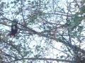 दीडशे फूट उंचीवर मांज्यात अडकलेल्या घारीला जीवदान - Marathi News | Life support to Ghari stuck in bed at a height of 150 feet | Latest nashik News at Lokmat.com