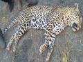 अज्ञात वाहनाच्या धडकेने बिबट्या ठार - Marathi News | Leopard killed in unidentified vehicle collision | Latest ahilyanagar News at Lokmat.com