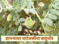 Harbhara Crop : हरभरा पिकावरील घाटे अळीचे नियंत्रण कसे कराल, वाचा सविस्तर  - Marathi News | Latest News Harbhara Crop Management How to control the grub worm on gram crop, read in detail | Latest agriculture News at Lokmat.com
