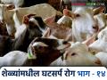 Ghatsarpa Aajar In Goats : शेळ्यांना घटसर्प रोगापासून वाचविण्यासाठी 'हे' कराच, जाणून घ्या सविस्तर  - Marathi News | Latest News Ghatsarpa Aajar In Goats protect goats from ghatsarp aajar, do this, know in detail | Latest agriculture News at Lokmat.com