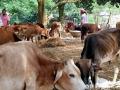 राज्यभरात १३० ठिकाणी गुरे चोरणारी चार जणांची टोळी अटकेत  - Marathi News | Cattle theft gang of four arrested in 130 places across the state | Latest crime News at Lokmat.com