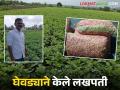 अंदोरीतील शेतकऱ्याला घेवड्याने केले लखपती; एकरात पावणेतीन लाखांचे उत्पन्न - Marathi News | Andori farmer made millionaire by french bean farming; income of Rs. 3.5 lakh per acre | Latest agriculture News at Lokmat.com