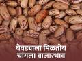 घेवडा ११ हजार रुपये क्विंटल - Marathi News | Ghewda rajma 11 thousand rupees per quintal | Latest agriculture News at Lokmat.com