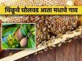 घोलवडला नवीन ओळख; राज्यातील तिसरे 'मधाचे गाव' - Marathi News | New identity for Gholvad; Third 'honey village' in the state | Latest agriculture News at Lokmat.com