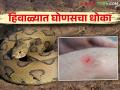 Ghonas Snake : थंडीत सुरु होतो या अतिविषारी सापाच्या प्रजननाचा काळ कशी घ्याल काळजी - Marathi News | Ghonas Snake: How to take care of the breeding season of this highly poisonous snake which starts in winter | Latest agriculture News at Lokmat.com