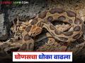 Ghonas Snake : विषारी घोणस, फुरसे ह्या सापांचा थंडीतच का वाढतो धोका? जाणून घ्या सविस्तर - Marathi News | Ghonas Snake : Why do poisonous snakes like Ghonas and Furse increase in danger in cold weather? Find out in detail | Latest agriculture News at Lokmat.com