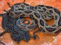 बिद्रीच्या सर्पमित्राने घोणससह 73 पिल्लांना दिले जीवदान - Marathi News | Bidri's snake charmer gave life to 73 chicks including Ghonas | Latest kolhapur News at Lokmat.com