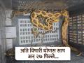 Video : सर्पमित्राच्या गाडीतच विषारी घोणस सापाने दिला २७ पिल्लांना जन्म - Marathi News | Video A venomous cobra gave birth to 27 pups in a snake lover car | Latest pune News at Lokmat.com
