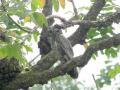 मेळघाटात घुबडांवर संक्रांत; तीन दिवसात दोन घुबडांचा मृत्यू - Marathi News | Amravati | Two owls died in three days at Melghat, reason unknown | Latest amravati News at Lokmat.com