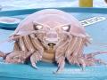 Most weird creatures from around the world - Hindi News | Most weird creatures from around the world | Latest lifestyle Photos at Lokmattimes.com