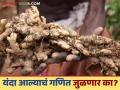 Aale Lagwad : यंदा आल्याची लागवड मोठ्या प्रमाणात पण दराचं गणित जुळणार का? - Marathi News | Aale Lagwad : ginger crop is being planted in large scale this year, but will the market price calculations match? | Latest agriculture News at Lokmat.com