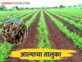 या जिल्ह्यात रेकॉर्ड ब्रेक नऊ हजार हेक्टरवर आले लागवड - Marathi News | Cultivation has come to a record breaking nine thousand hectares in this district | Latest agriculture News at Lokmat.com