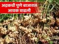 Ginger Market : अद्रकला राहता बाजारात सर्वाधिक भाव - Marathi News | Ginger Market : Ginger is the highest price in the market | Latest agriculture News at Lokmat.com