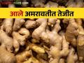 Ginger Market : अद्रकाला ११ हजाराहून आधिक भाव - Marathi News | Ginger Market : Price of ginger more than 11 thousand | Latest agriculture News at Lokmat.com