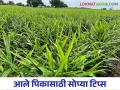 Ginger Cultivation : आले पिकाच्या अधिक उत्पादनासाठी करा ह्या पद्धतीचा अवलंब - Marathi News | Ginger Cultivation : For more yield of ginger crop, cultivation by improved method | Latest agriculture News at Lokmat.com