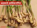 Ginger Crop: अद्रक पिकाचे आर्थिकगणित काय असते ते जाणून घ्या सविस्तर - Marathi News | Ginger Crop: Know the financial calculations of ginger crop in detail | Latest agriculture News at Lokmat.com