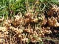 सातपुड्यात यशस्वी होतोय अद्रक शेतीचा प्रयोग! - Marathi News | Ginger farming successful in Satpuda | Latest buldhana News at Lokmat.com