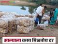 Aale Bajar Bhav : यंदा आल्याचे मोठ्या प्रमाणात उत्पादन; कसा मिळतोय दर - Marathi News | Aale Bajar Bhav : Large production of ginger this year How is the price getting? | Latest agriculture News at Lokmat.com