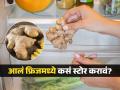 फ्रिजमध्ये ठेवूनही आलं लवकर वाळतं, बुरशी लागते? पाहा काय केलं तर फ्रिजमध्ये आलं राहतं महिनाभर चांगलं - Marathi News | How to store ginger in fridge properly to keep it fresh for long time | Latest sakhi News at Lokmat.com