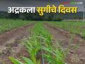 The ginger crop flourished in less rain : कमी पावसात अद्रक पीक बहरले - Marathi News | The ginger crop flourished in less rain | Latest agriculture News at Lokmat.com