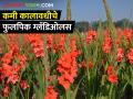 दोन ते अडीच महिन्यात उत्पादन देणाऱ्या ग्लॅडिओलसची शेती कशी कराल? - Marathi News | How to cultivate gladiolus flower crop that yields in two to two and a half months? | Latest agriculture News at Lokmat.com