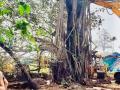 वटवृक्षाला पुनरुज्जीवन - Marathi News | Revival of the old banyan tree by the people of Goa | Latest manthan News at Lokmat.com