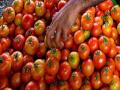 गोव्यात वालपापडी २०० रुपये तर टोमॅटो १० रुपयांनी स्वस्त - Marathi News | Tomatoes cheaper by Rs 10 in Goa state | Latest goa News at Lokmat.com