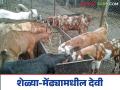 Goat Devi Disease : शेळ्या-मेंढ्यामधील देवी आजारावर नियंत्रण कसे कराल? जाणून घ्या सविस्तर  - Marathi News | Latest News Goat Devi Disease How to control smallpox in goats and sheep Learn in detail | Latest agriculture News at Lokmat.com