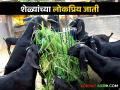 Goat Farming शेळीपालन करताय: या आहेत शेळ्यांच्या टॉप पाच जाती - Marathi News | Goat Farming: Here are the top five breeds of goats | Latest agriculture News at Lokmat.com