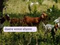 Goat Farming : शेळीपालन करत असाल, तर चरायला सोडण्यापूर्वी 'या' गोष्टी लक्षात ठेवा  - Marathi News | Latest news goat farming Keep these things in mind while letting goats graze | Latest agriculture News at Lokmat.com